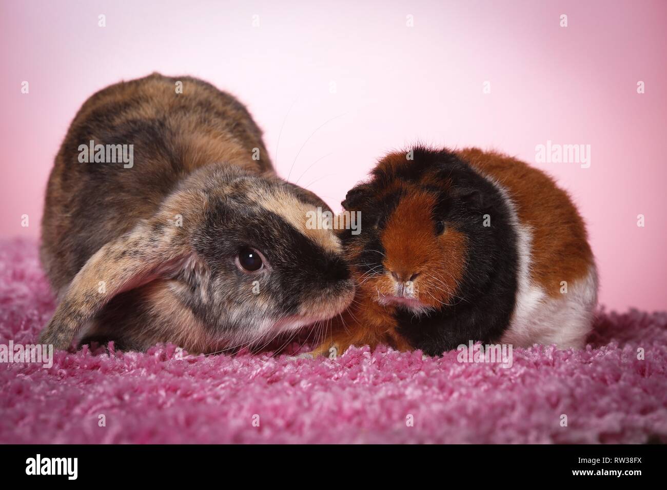 rabbit and guinea pig Stock Photo Alamy