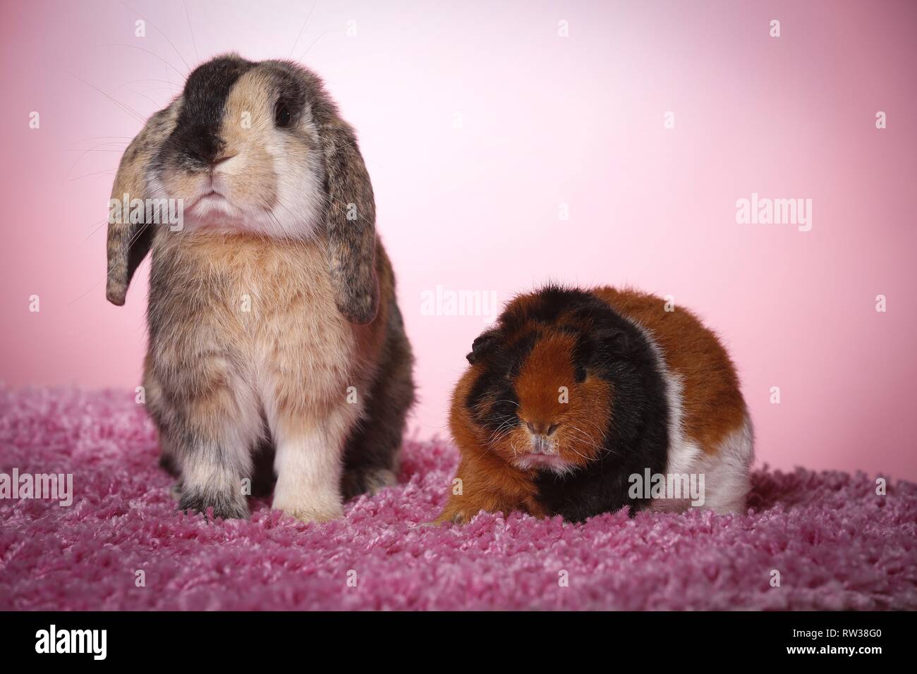 rabbit and guinea pig Stock Photo Alamy