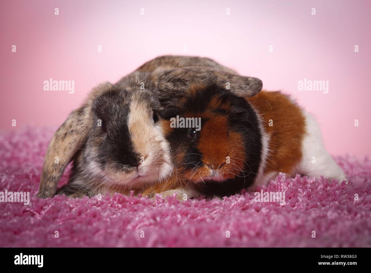 rabbit and guinea pig Stock Photo Alamy