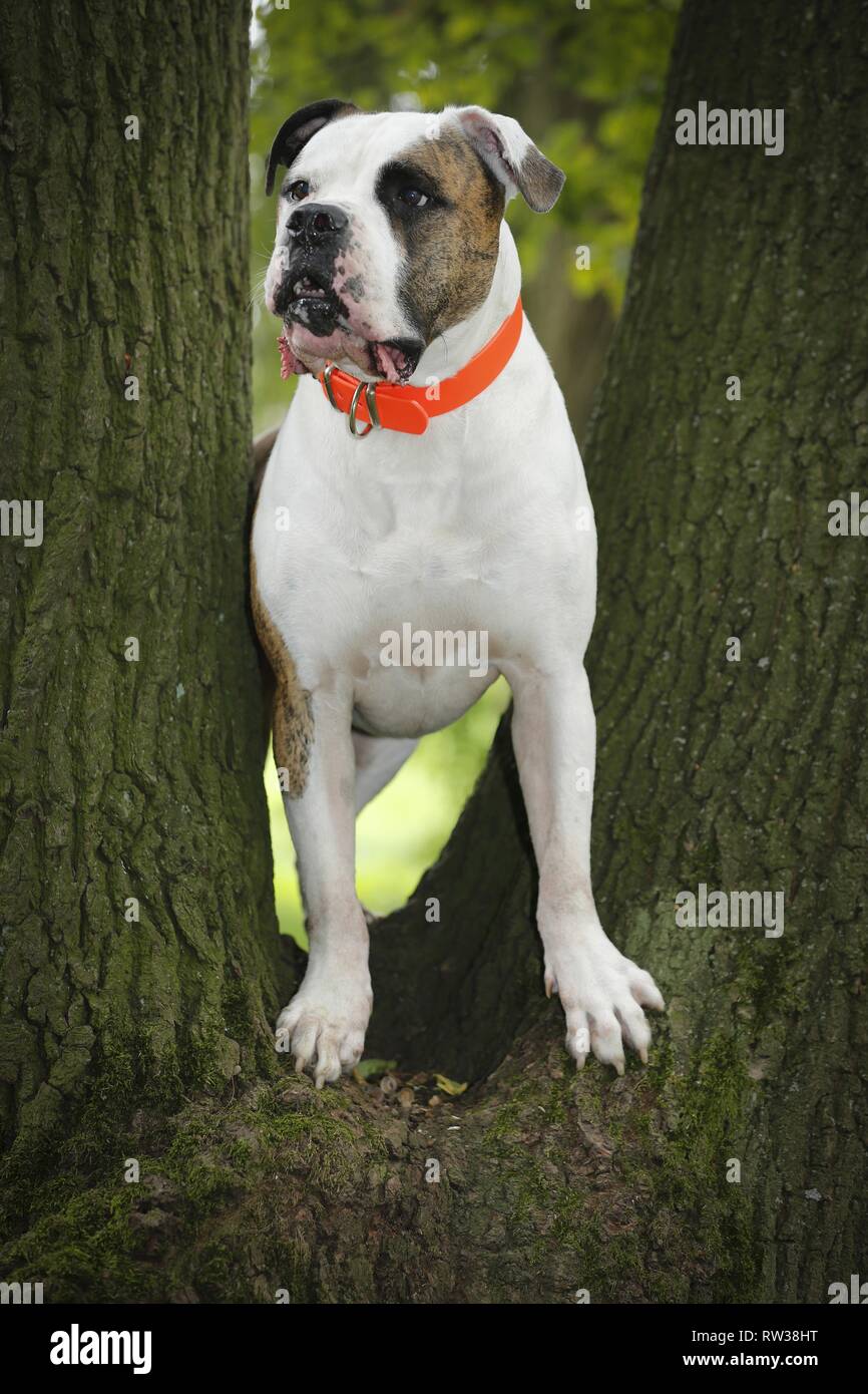 Tree collars hi-res stock photography and images - Alamy