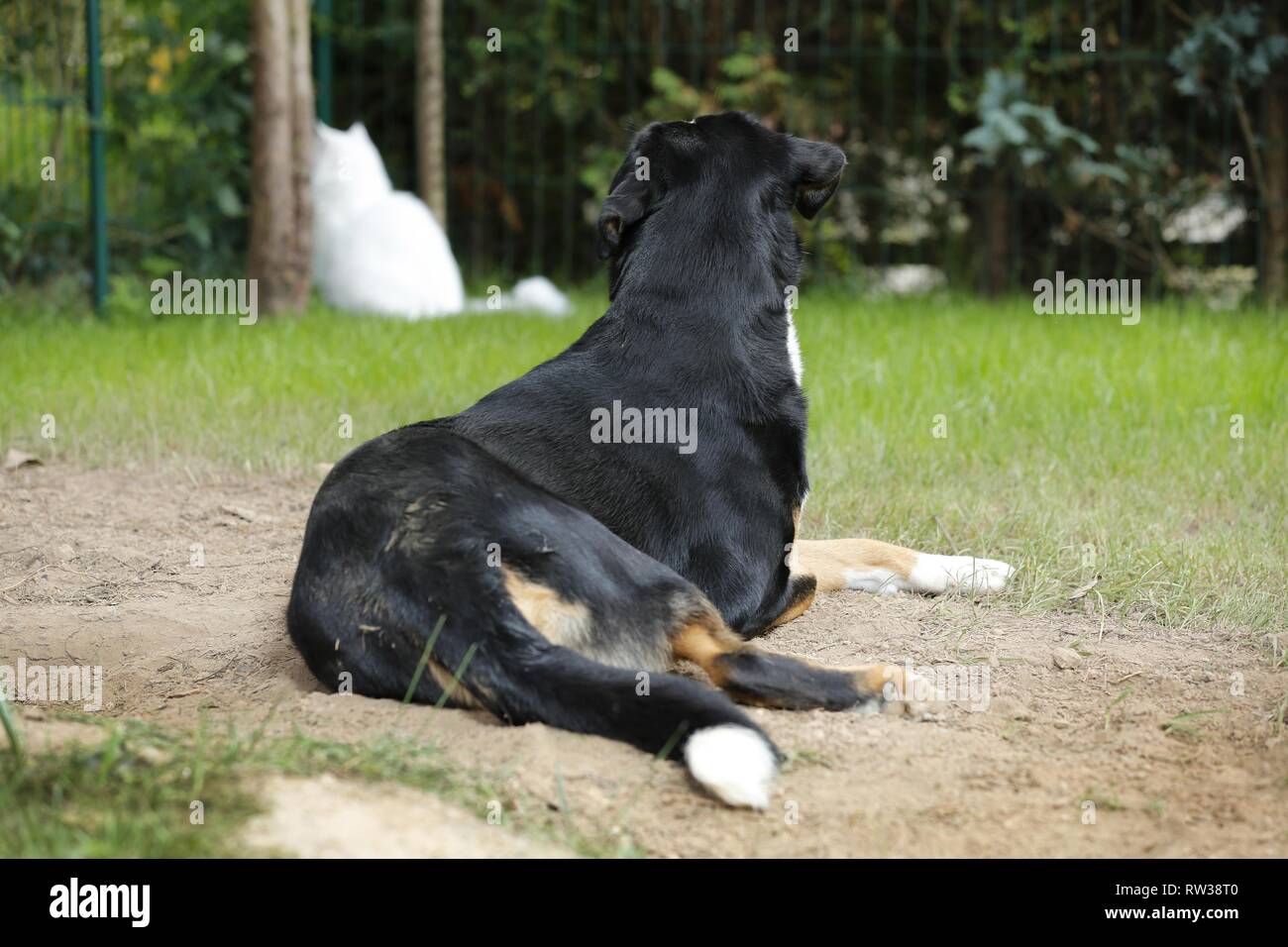 Great Swiss Mountain Dog looks at cat Stock Photo
