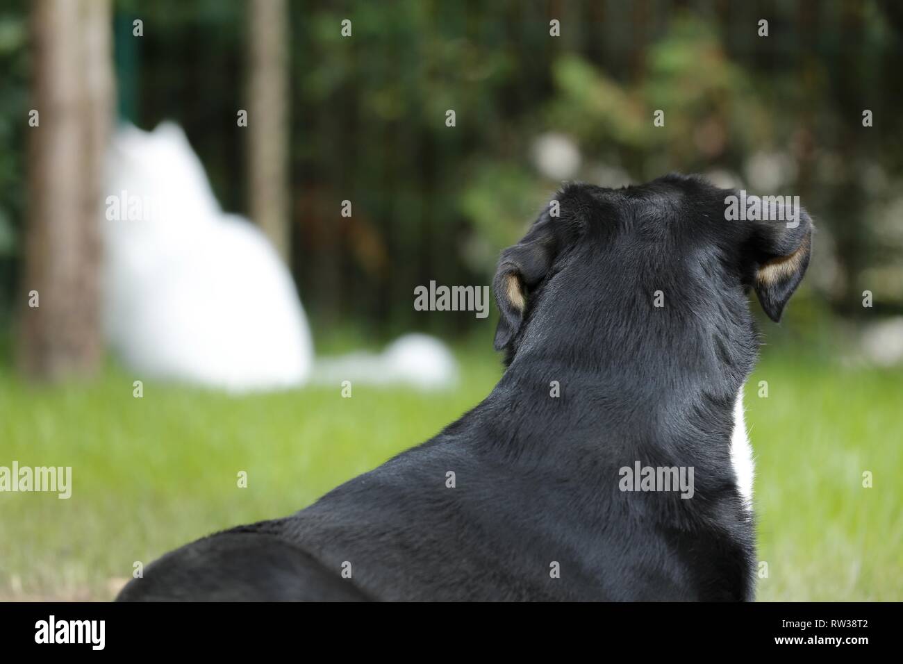 Great Swiss Mountain Dog Portrait Stock Photo