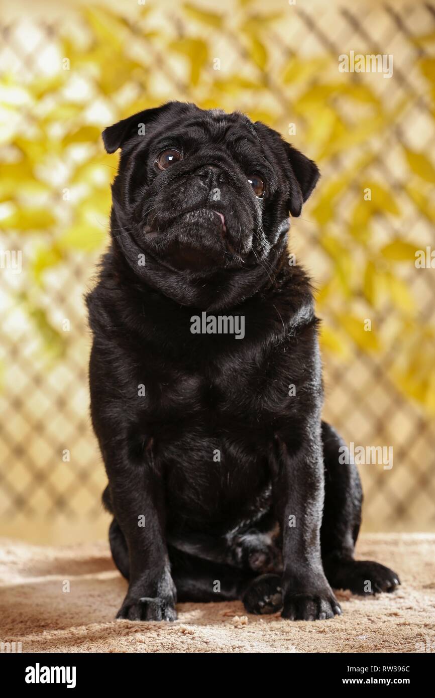 sitting pug Stock Photo