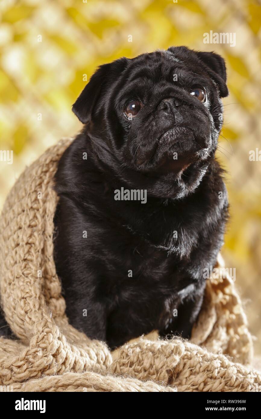 sitting pug Stock Photo