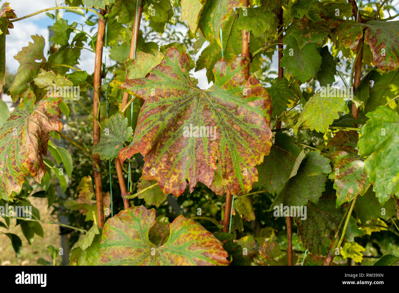 diseased affected leaf of grapes close-up macro. concept of protecting plantings of grapes from fungal diseases Stock Photo