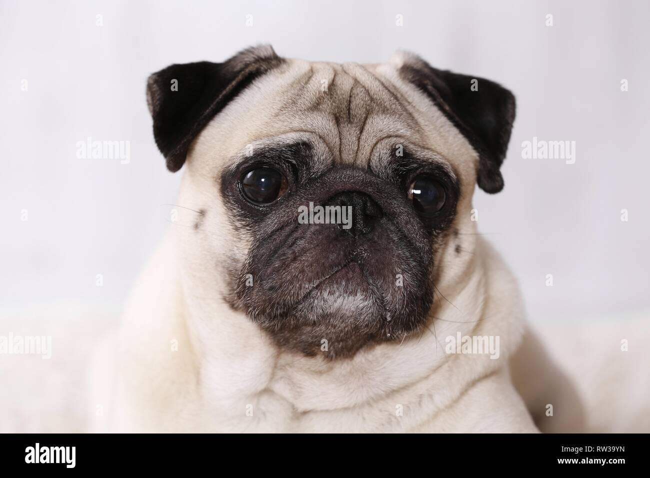 pug portrait Stock Photo