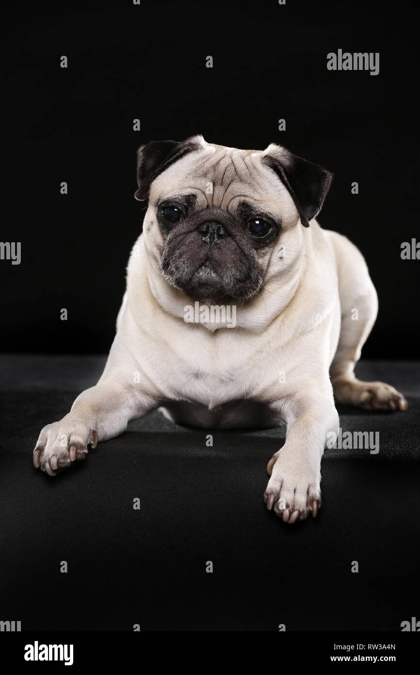 lying pug Stock Photo