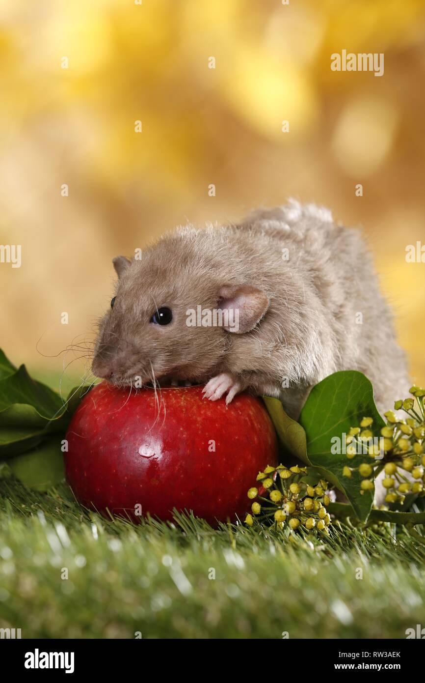 dumbo rex rat Stock Photo - Alamy