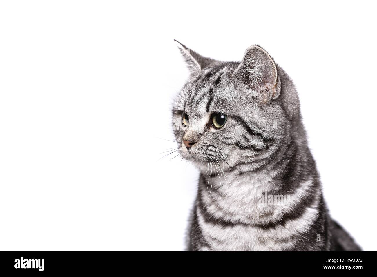 Black Silver Classic Tabby White Stock Photos Black Silver
