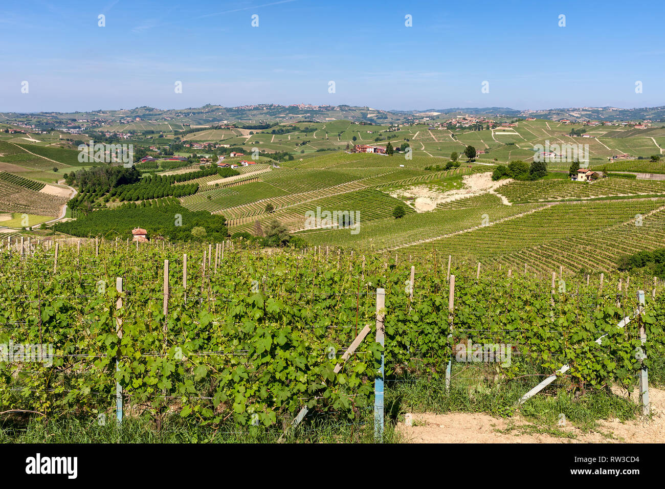 Green vineyards on the hills of Langhe area in Piedmont, Northern Italy. Stock Photo