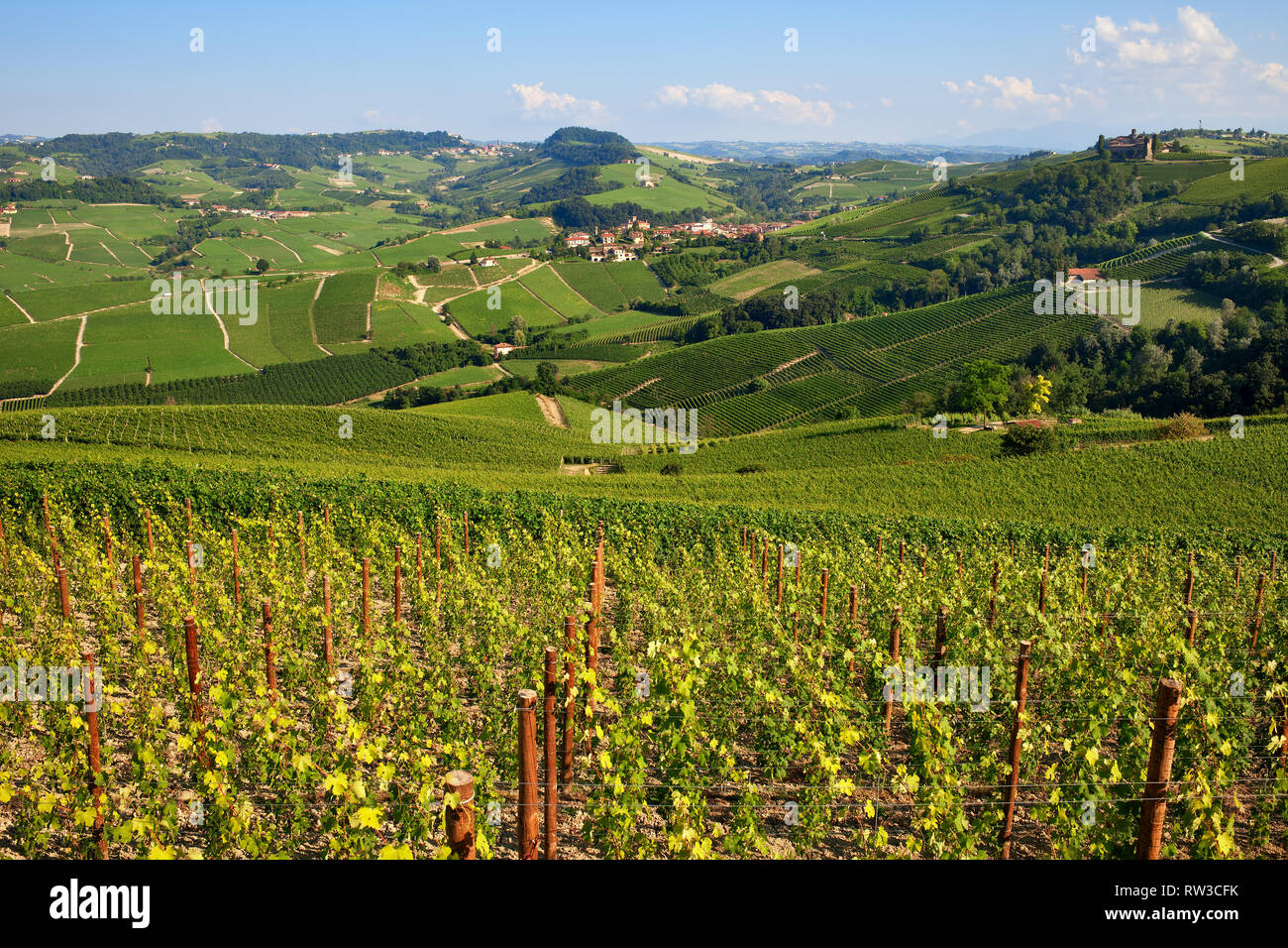 Green vineyards on the hills in Langhe area of Piedmont region in Northern Italy. Stock Photo