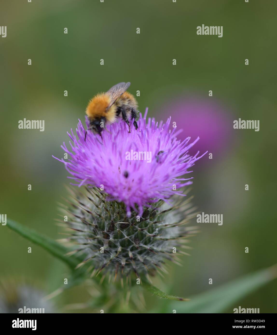 Bee on Scottish thistle Stock Photo