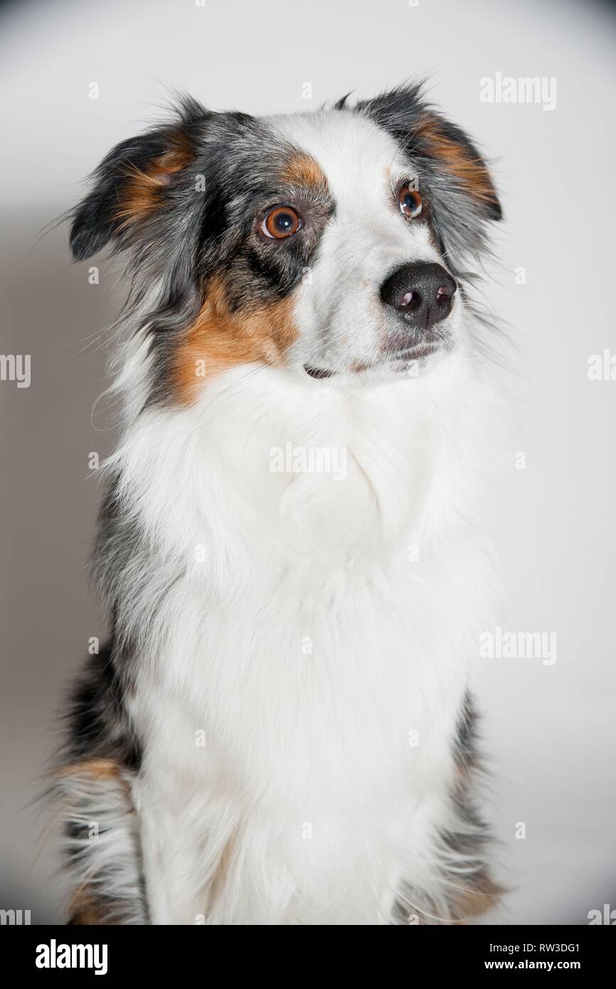 Australian Shepherd Portrait Stock Photo - Alamy