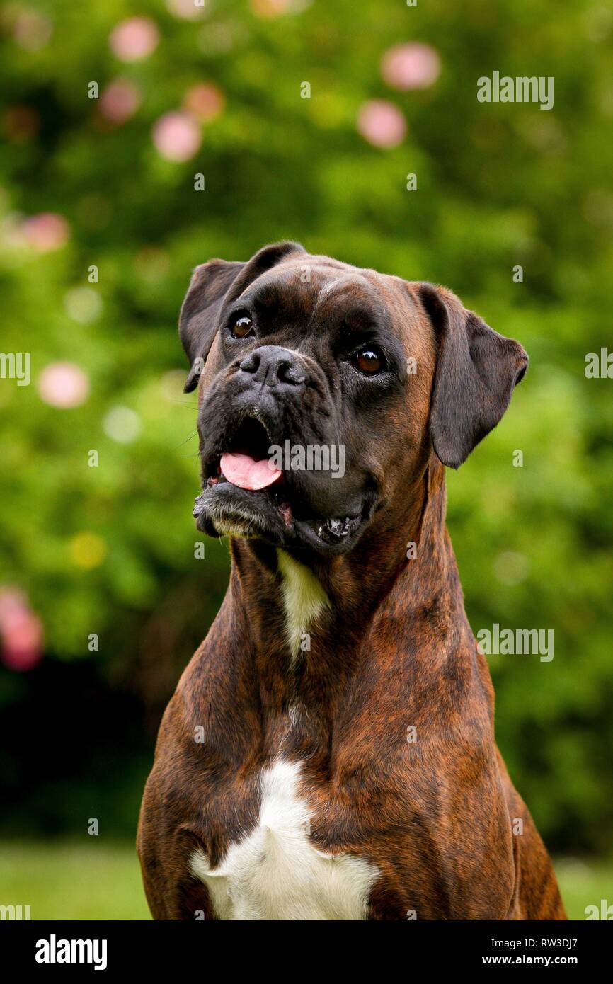 German Boxer Portrait Stock Photo - Alamy