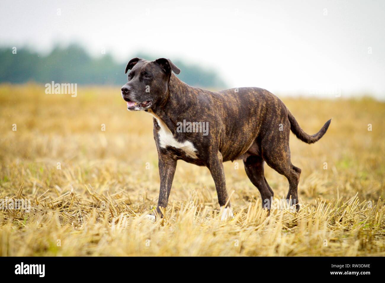 Pitbull Mongrel High Resolution Stock Photography And Images Alamy