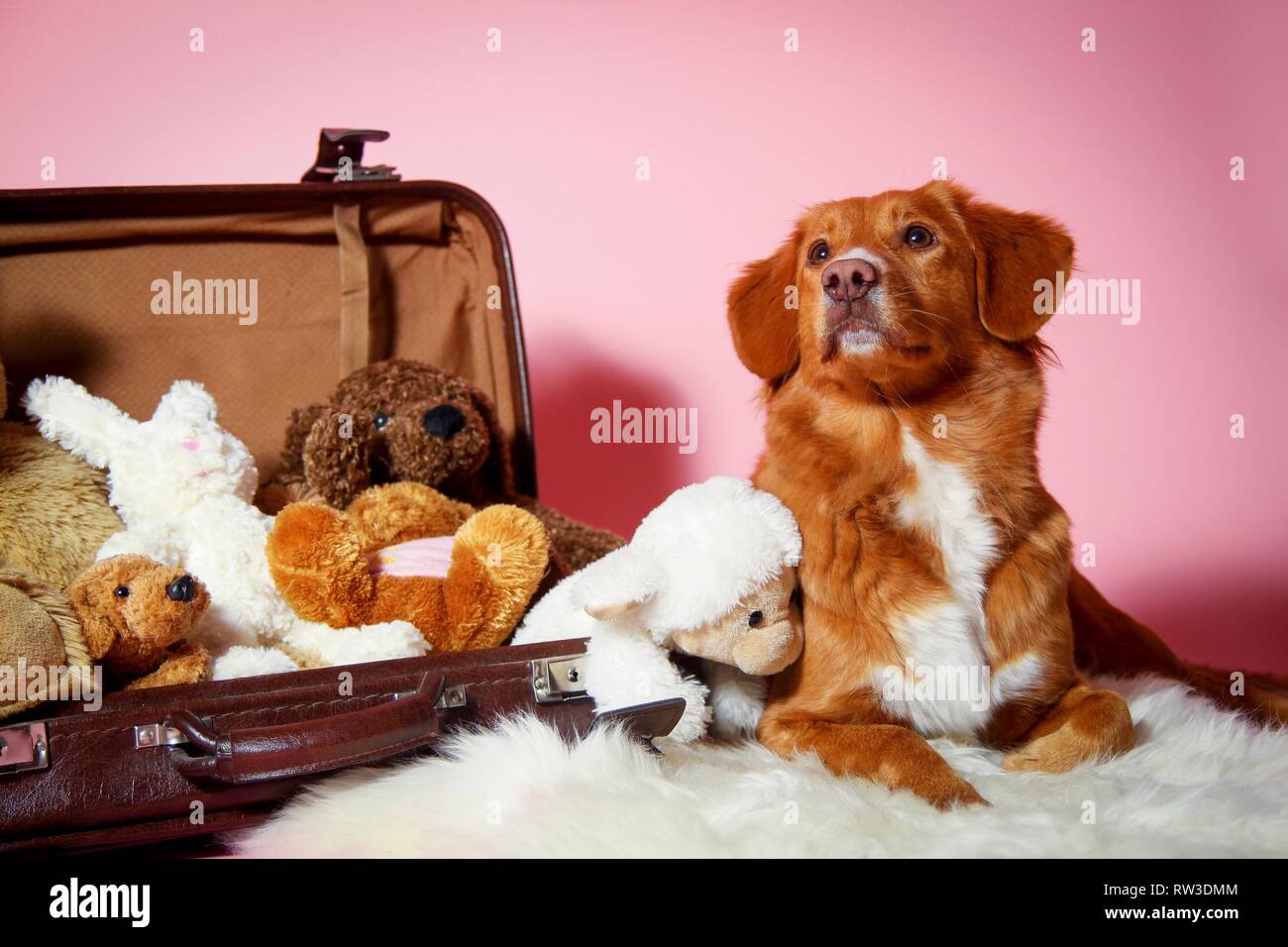nova scotia duck tolling retriever stuffed animal