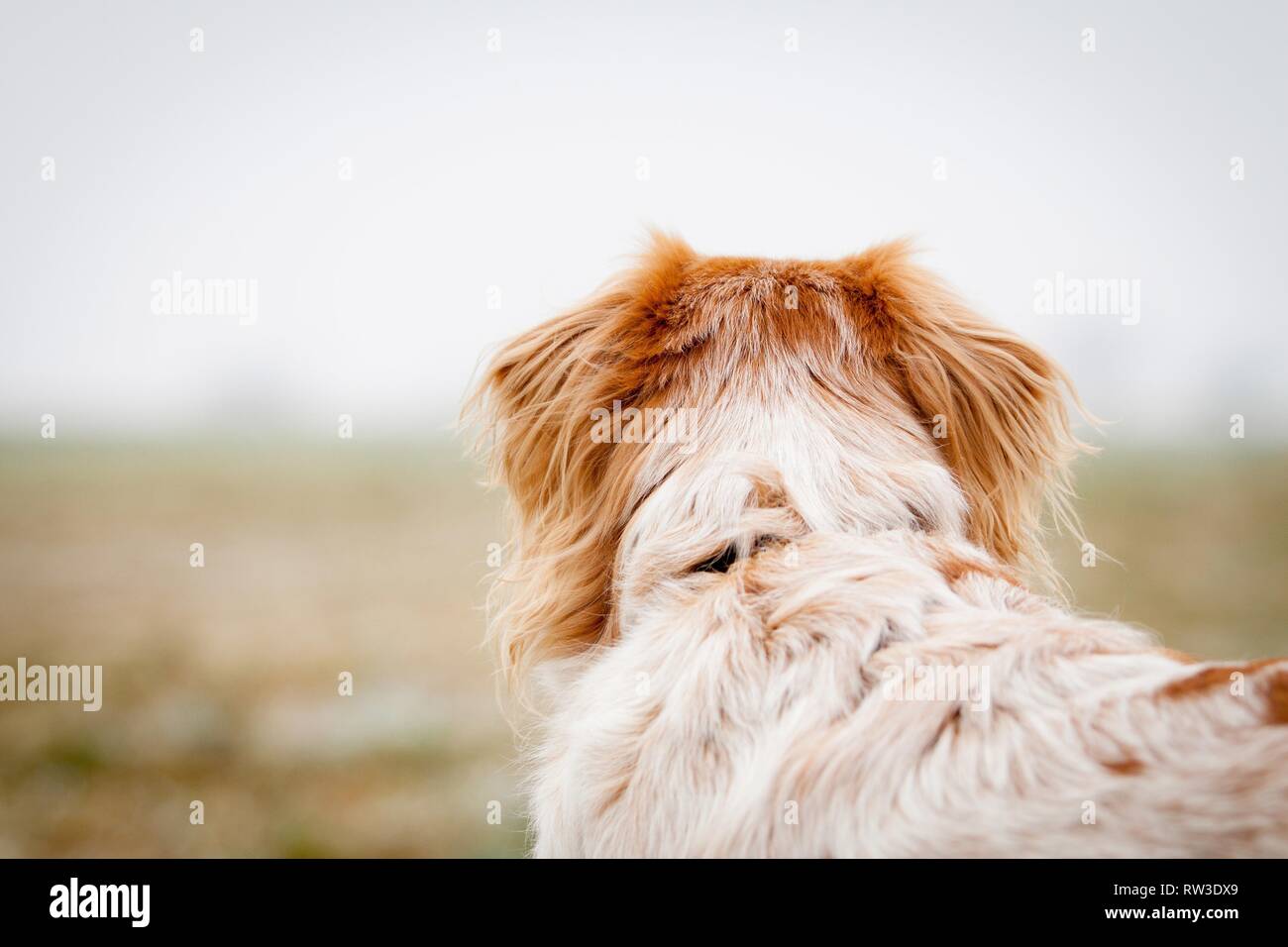Cocker-Spaniel-Mongrel Portrait Stock Photo