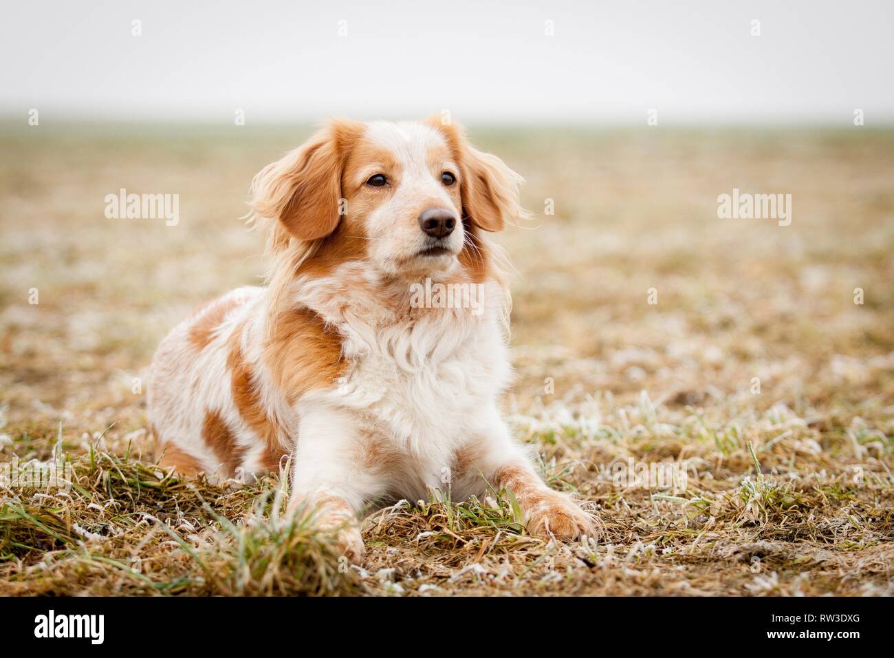 lying Cocker-Spaniel-Mongrel Stock Photo