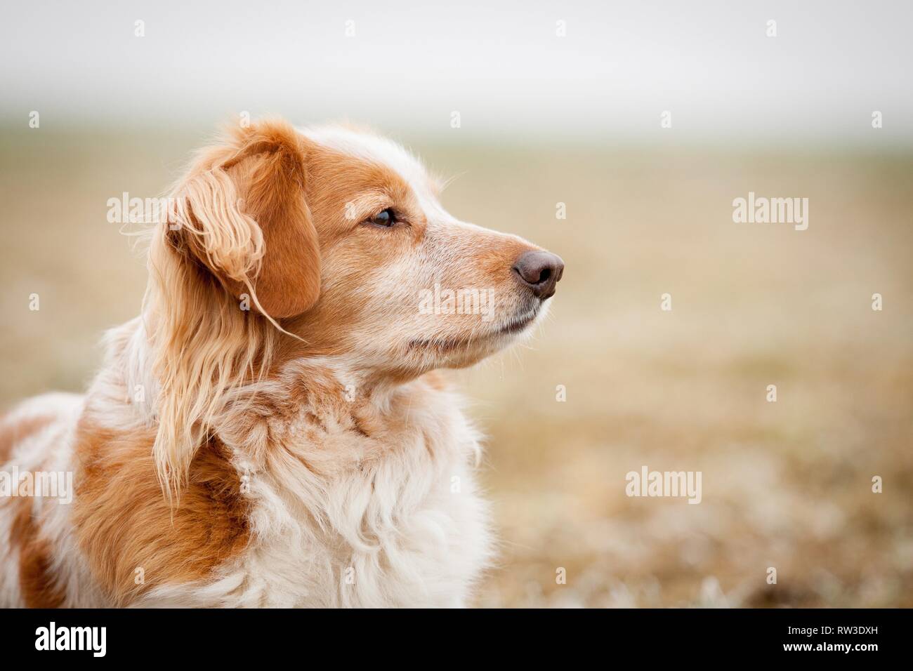 Cocker-Spaniel-Mongrel Portrait Stock Photo
