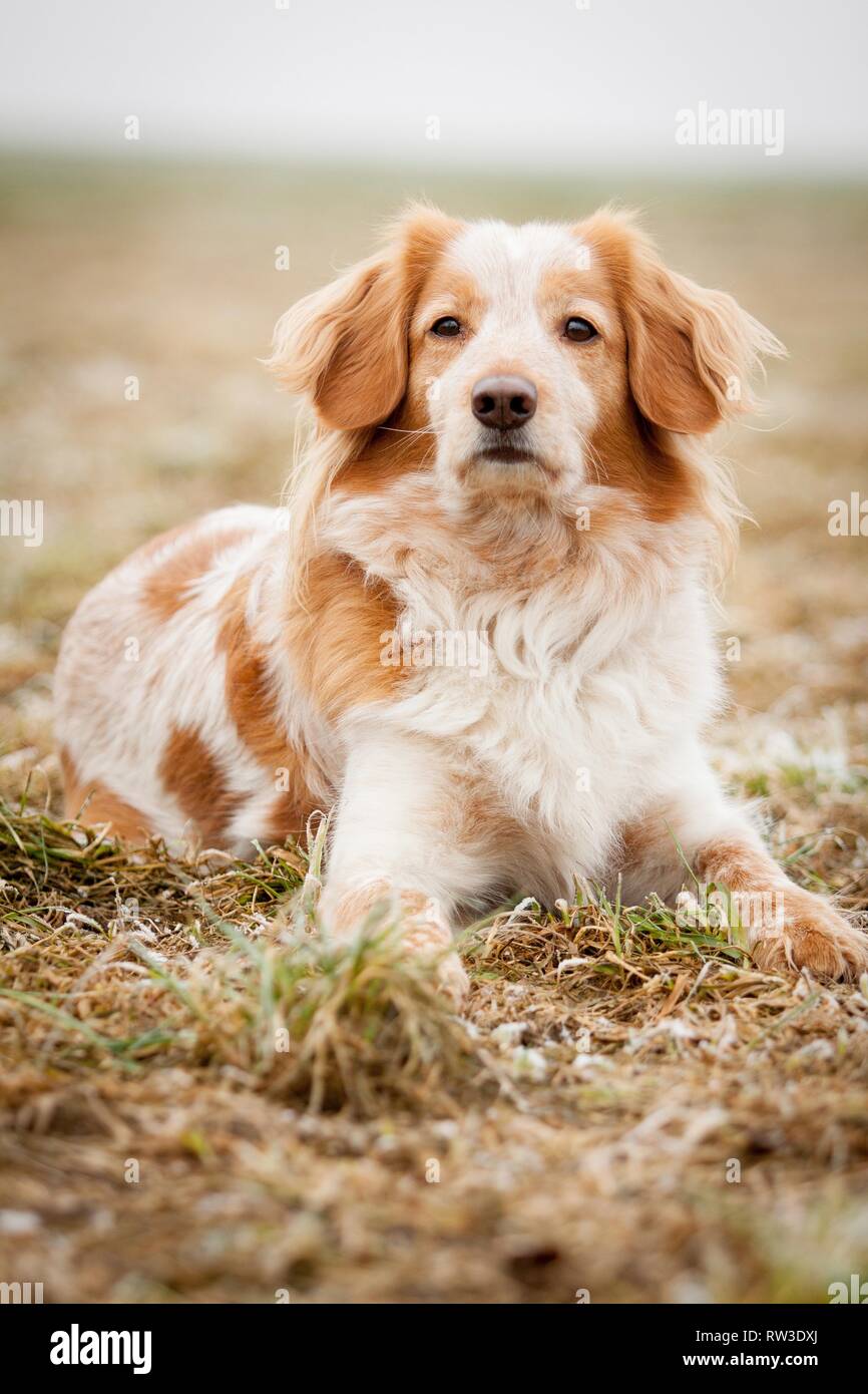 lying Cocker-Spaniel-Mongrel Stock Photo