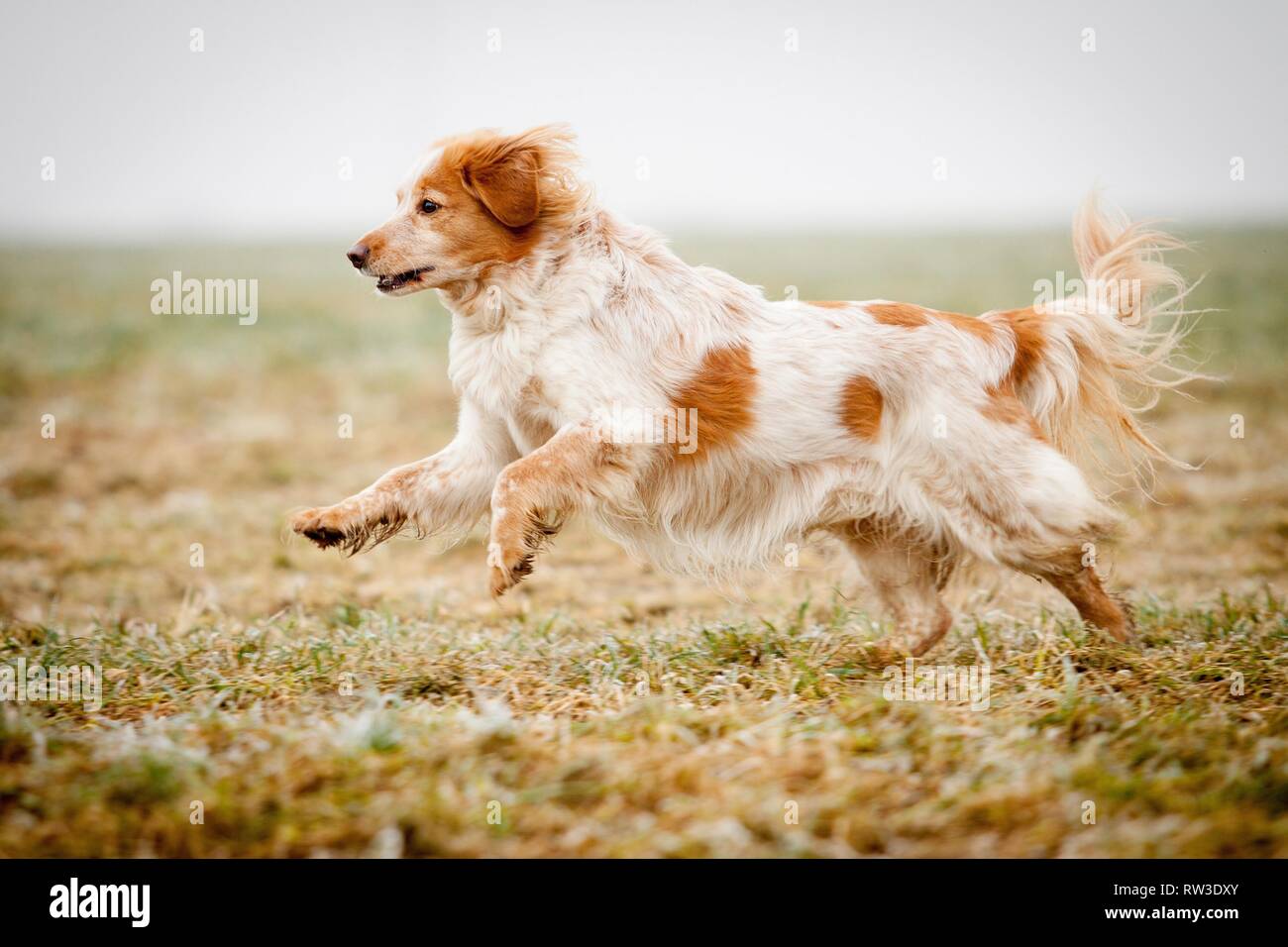 running Cocker-Spaniel-Mongrel Stock Photo