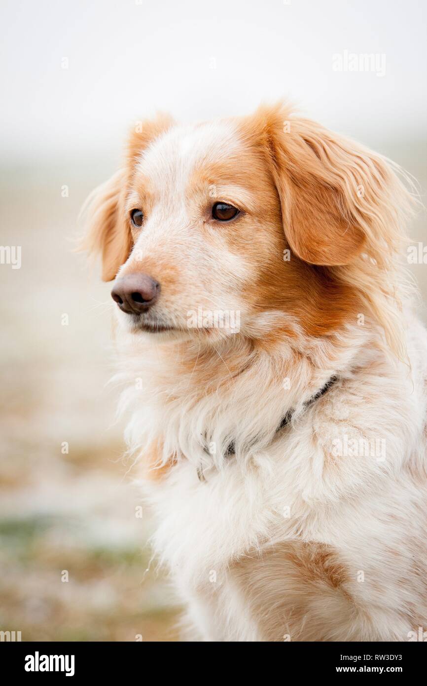 Cocker-Spaniel-Mongrel Portrait Stock Photo