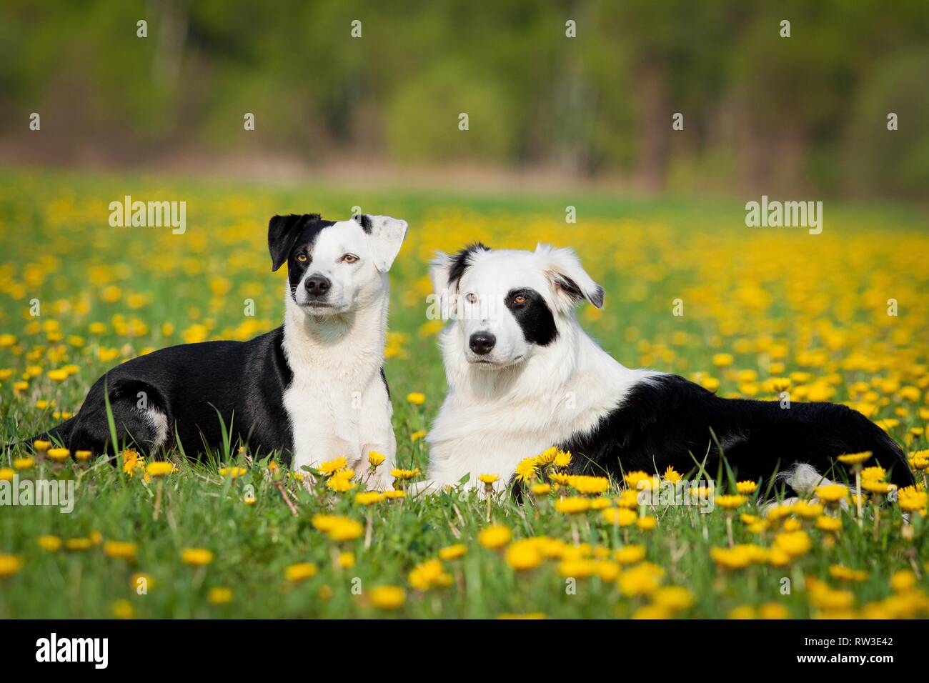 Haired Long Haired Longhaired Black Stock Photos Haired Long