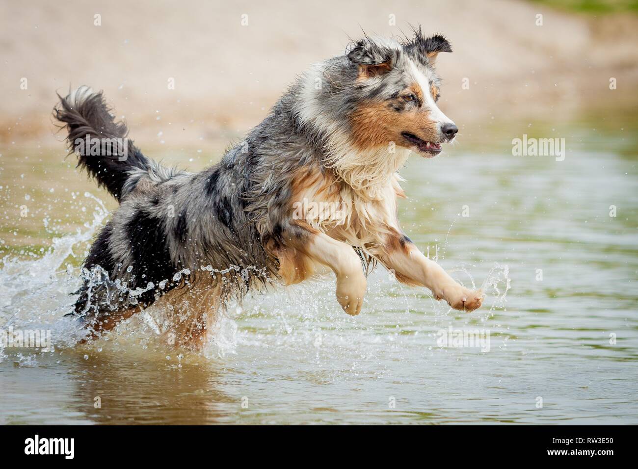 running Australian Shepherd Stock Photo Alamy
