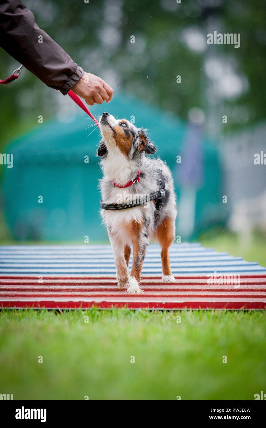 mini aussie agility