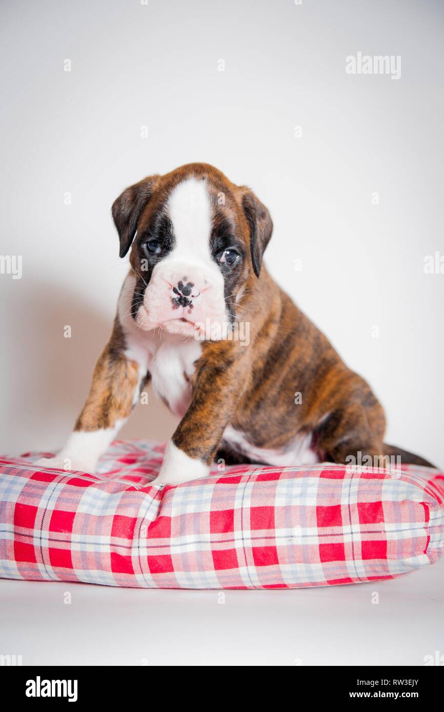 German Boxer Puppy Stock Photo - Alamy