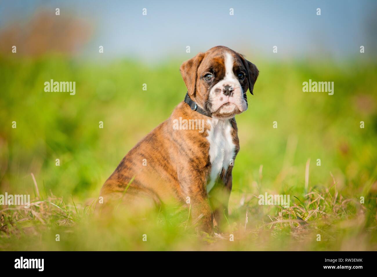 German Boxer Puppy Stock Photo Alamy
