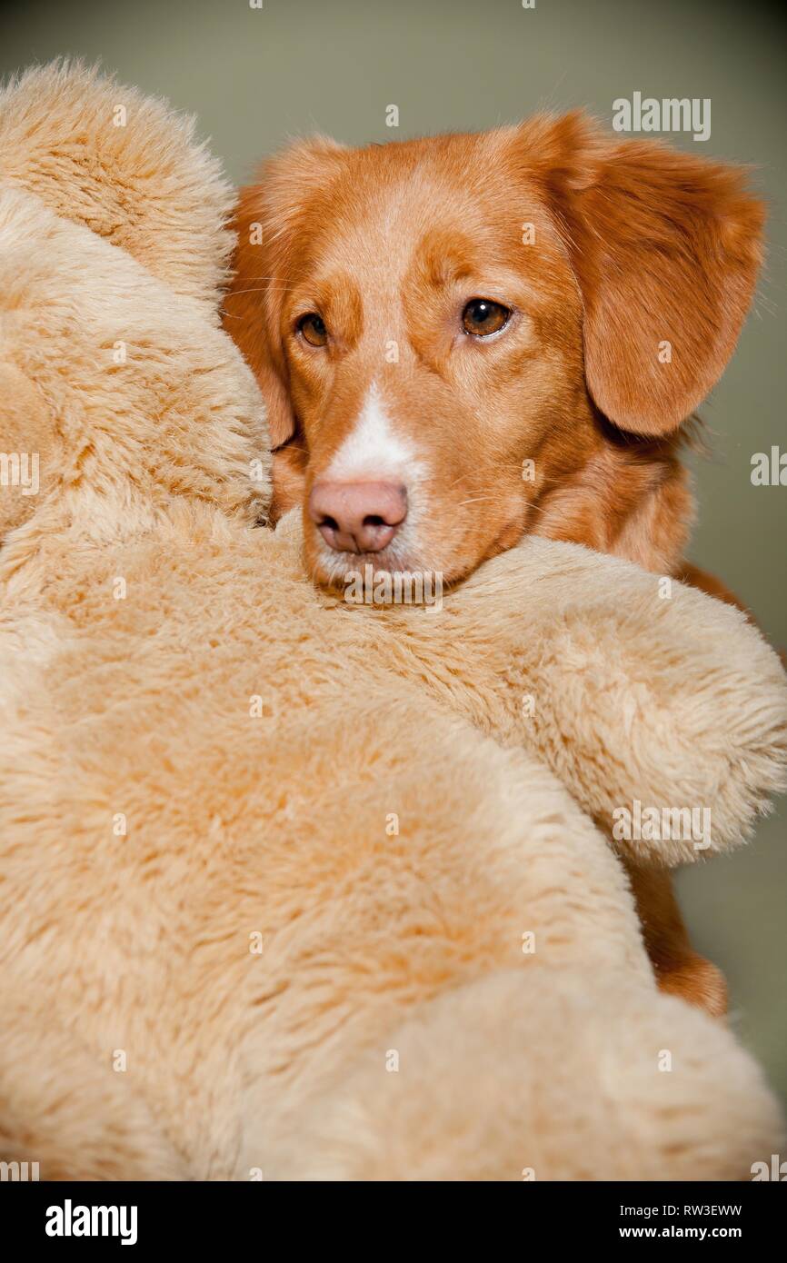 nova scotia duck tolling retriever stuffed animal