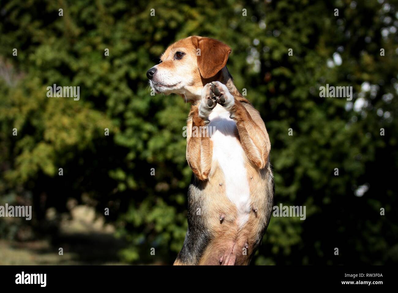 Begging beagle hi-res stock photography and images - Alamy