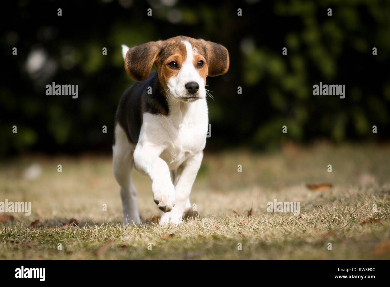 young Beagle-Mongrel Stock Photo