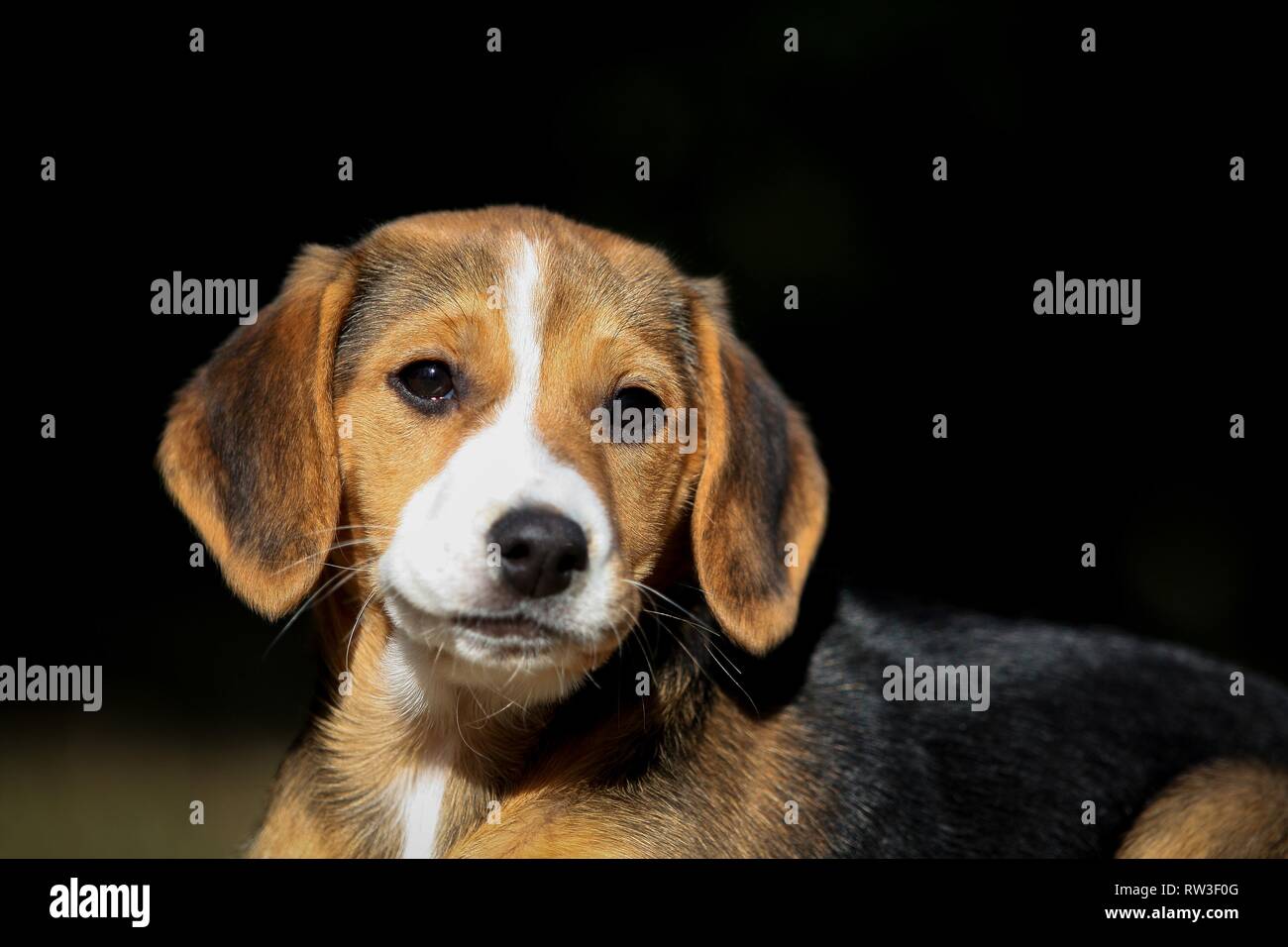 young Beagle-Mongrel Stock Photo