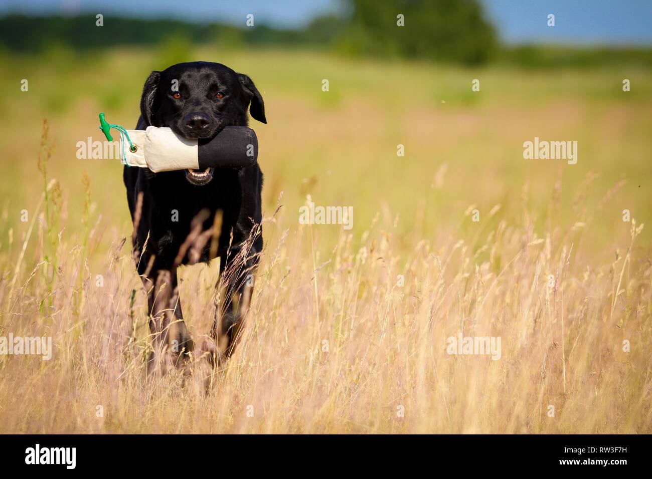 running Labrador Retriever Stock Photo Alamy