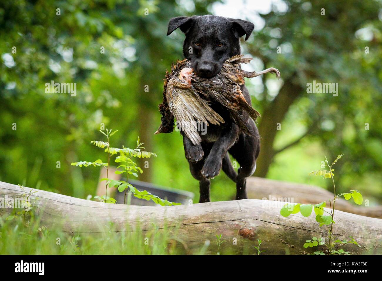 jumping Labrador Retriever Stock Photo Alamy