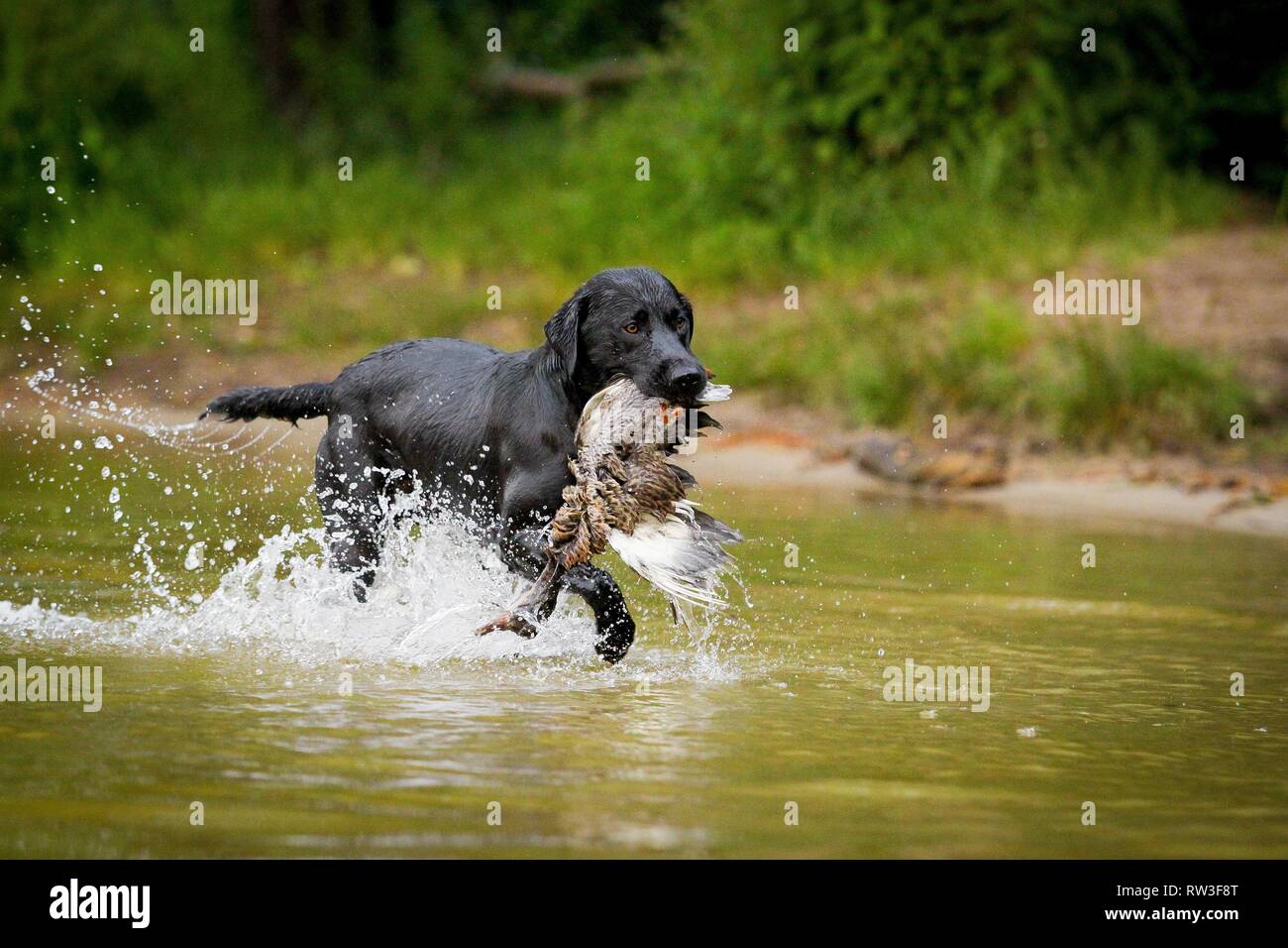 Labrador Retriever at duck hunting Stock Photo Alamy