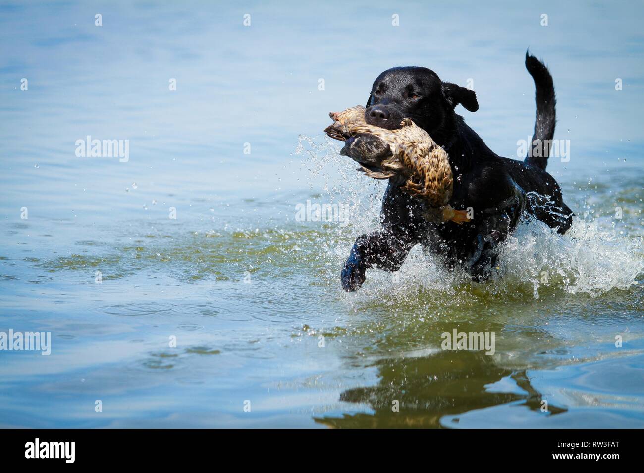 Labrador Retriever at duck hunting Stock Photo Alamy