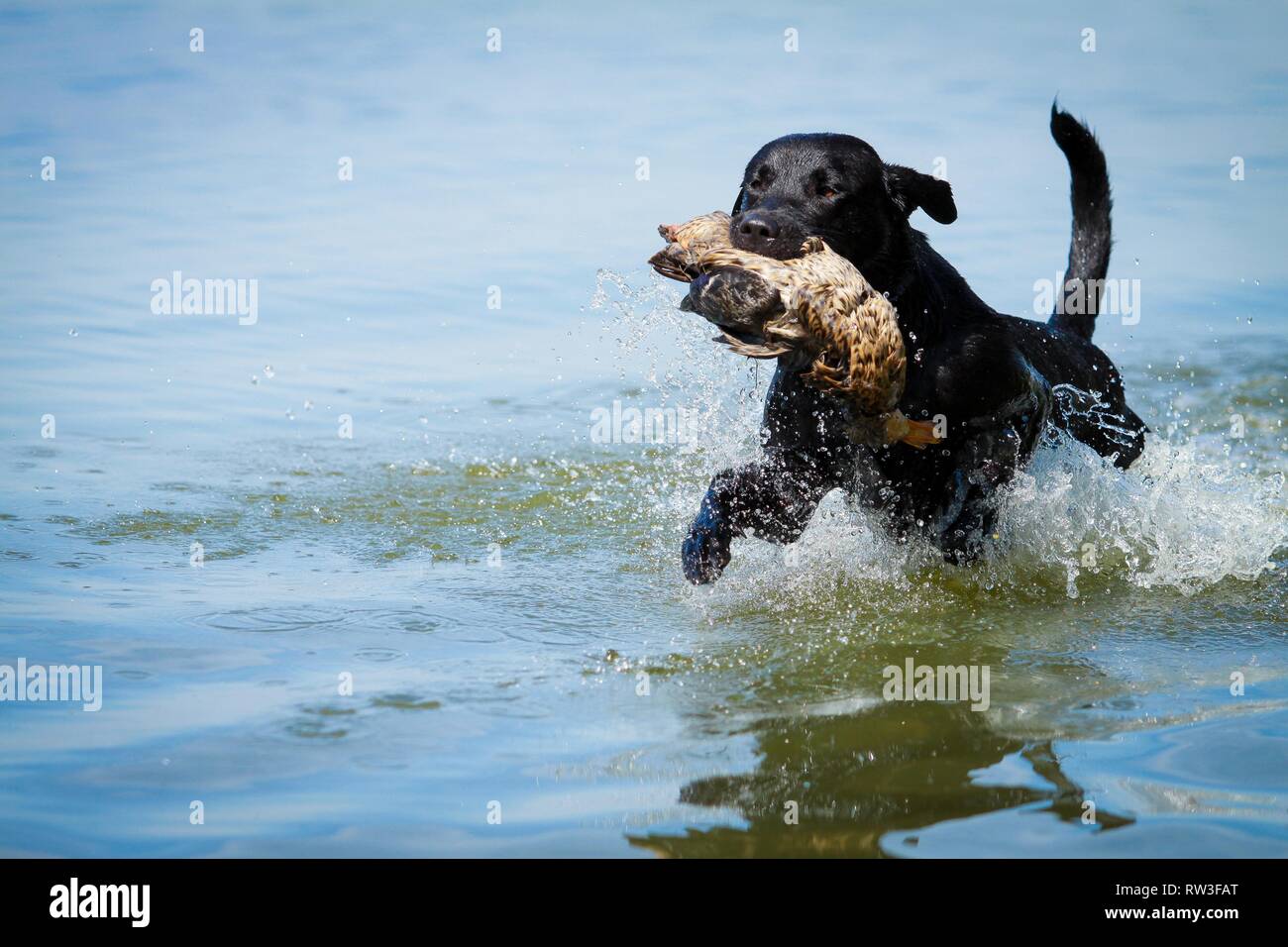 yellow lab hunting dog