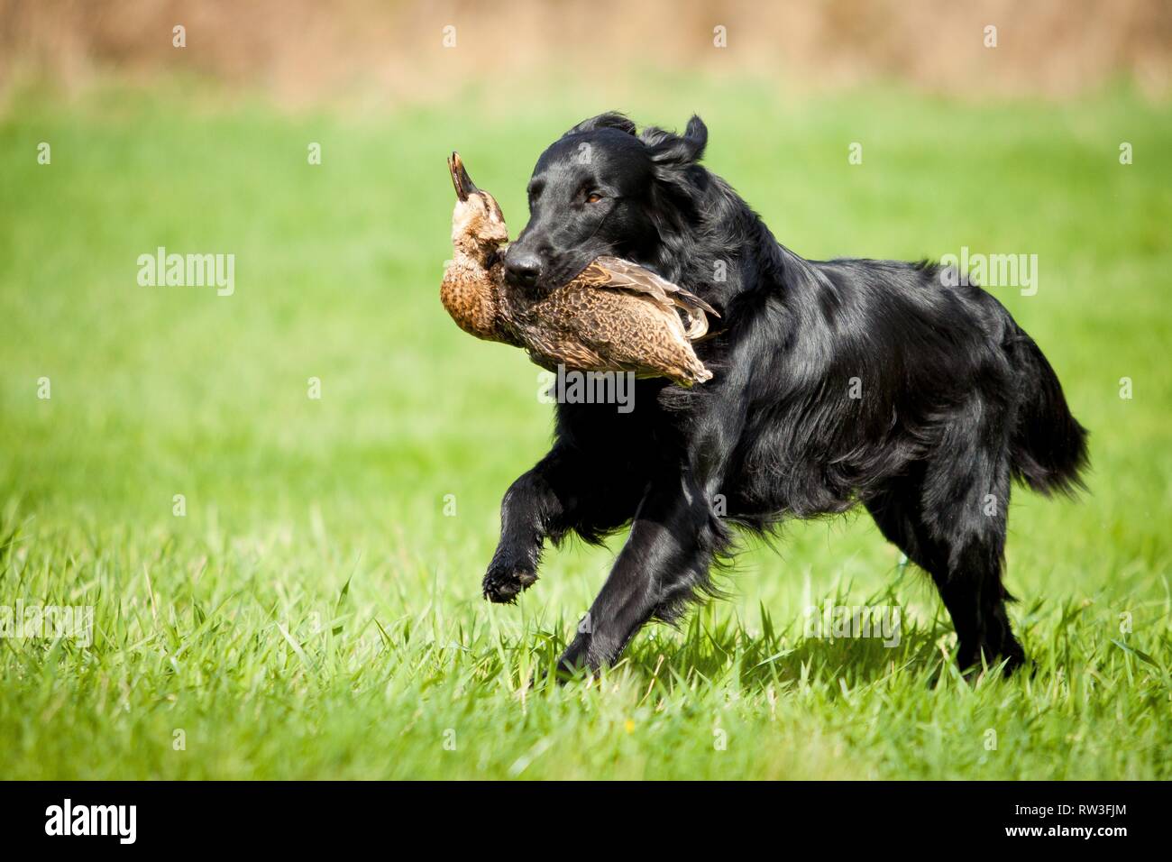 Flat Coated Retriever on duck hunting Stock Photo - Alamy