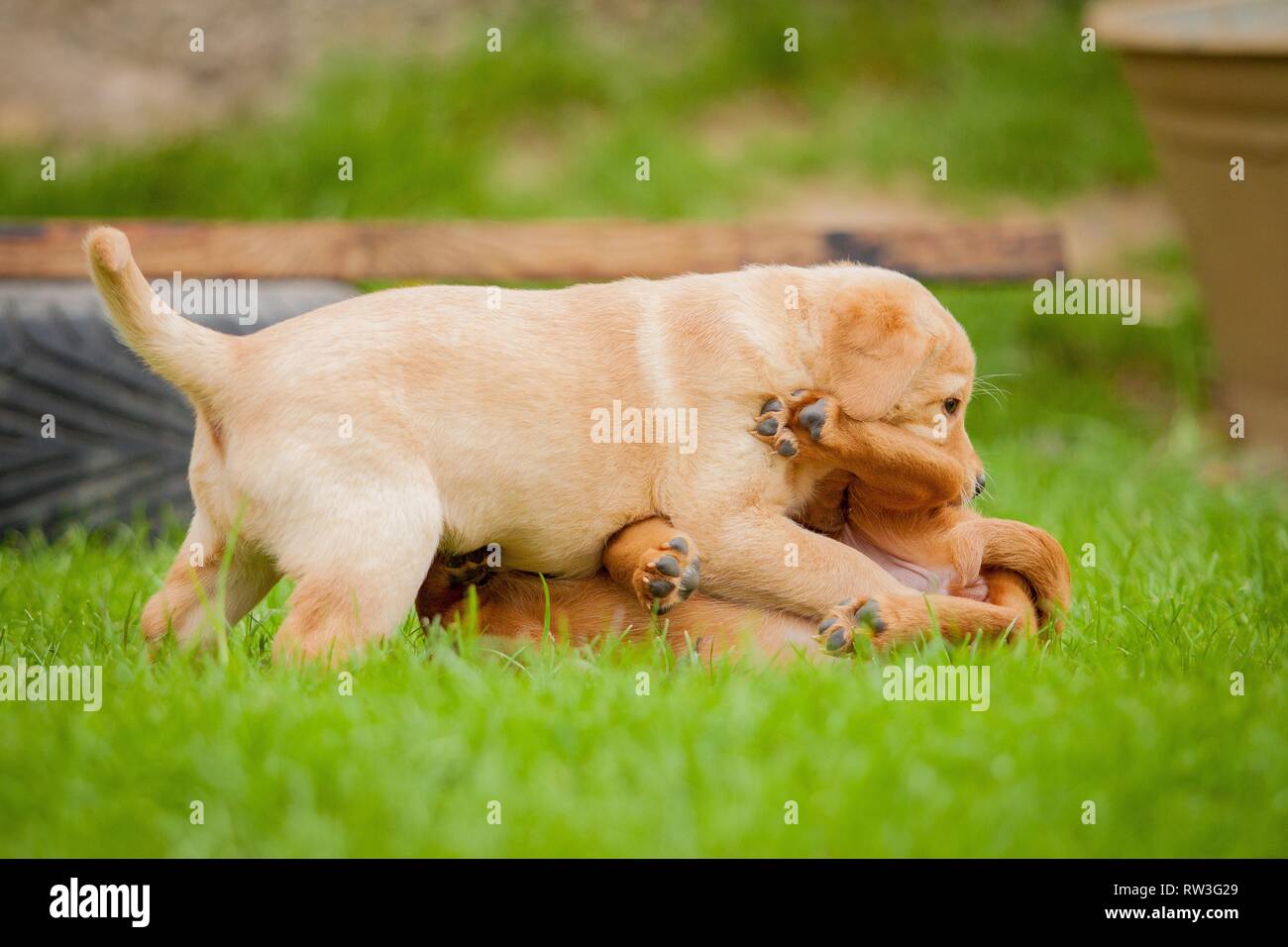 Labrador retriever puppy playing red hi-res stock photography and ...