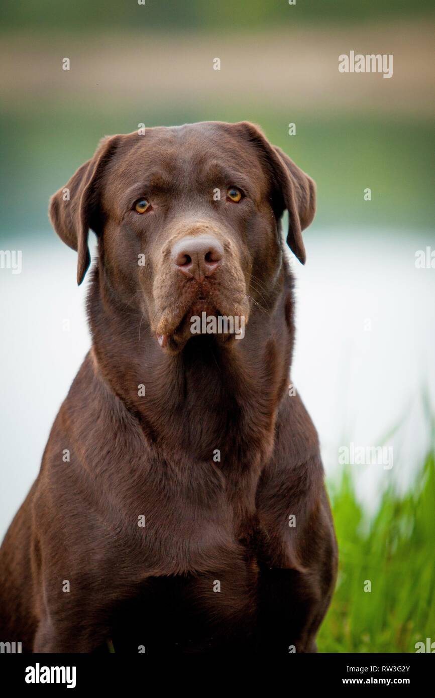 Labrador Retriever Portrait Stock Photo - Alamy