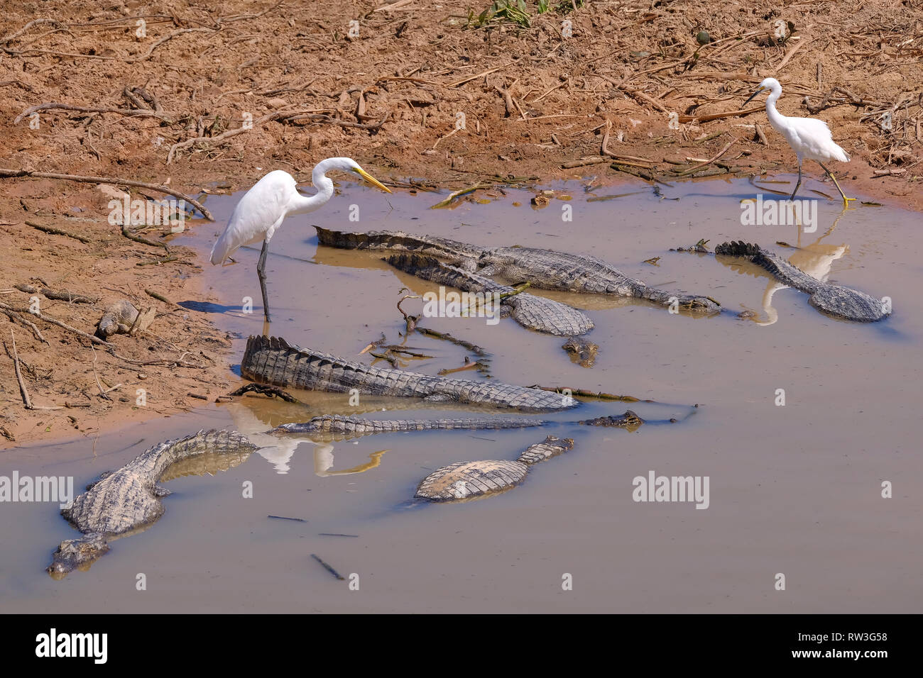 Great egrets, Egretta alba, with Yacare Caimans, Caiman Crocodilus Yacare Jacare, Pantanal, Mato Grosso, Brazil Stock Photo