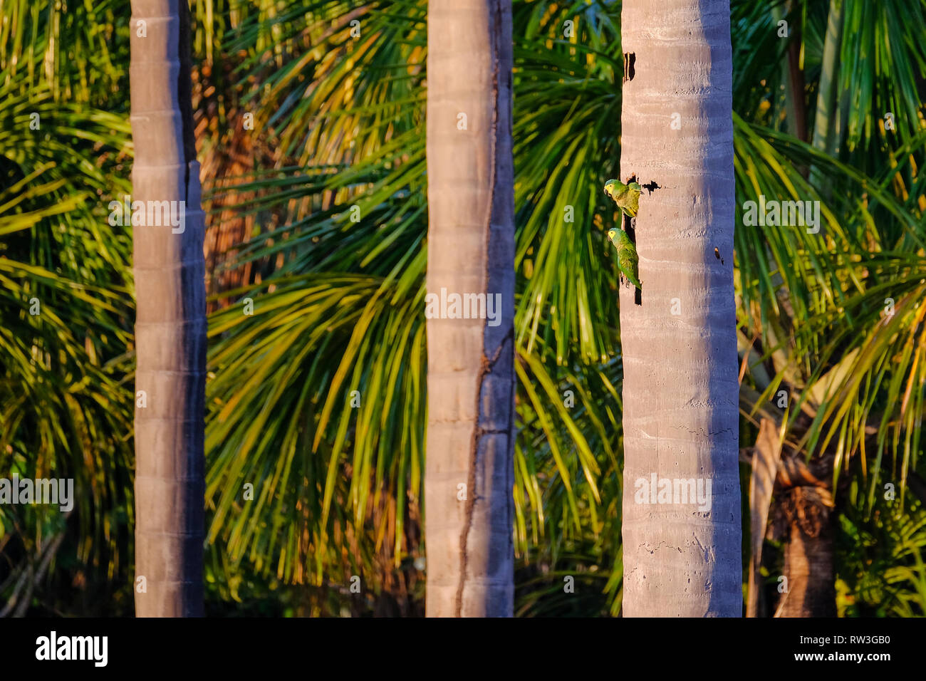 A couple of Red-bellied Macaw, Orthopsittaca Manilata, Lagoa das Araras, Bom Jardim, Nobres, Mato Grosso, Brazil Stock Photo