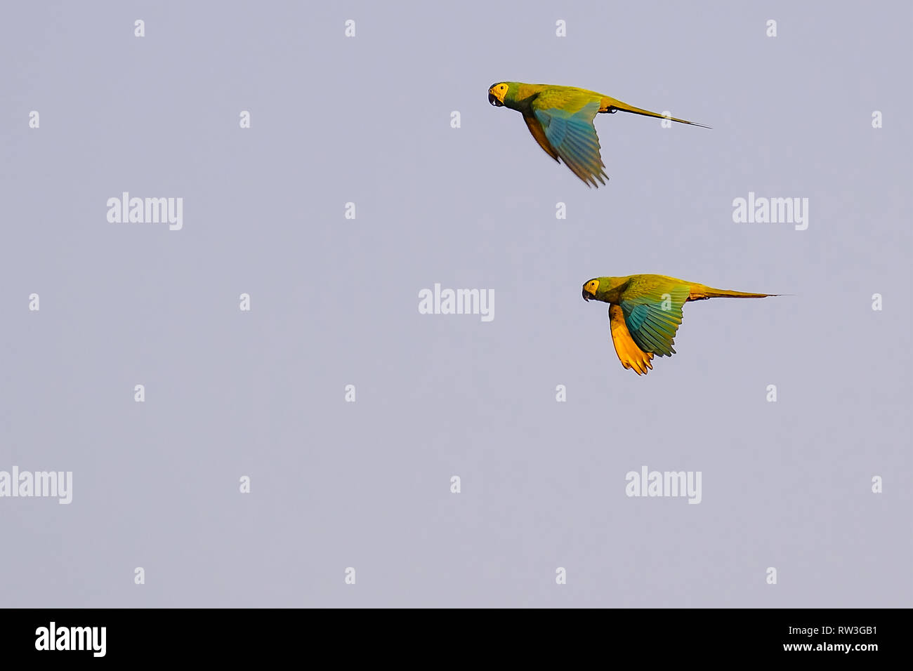 A couple of flying Red-bellied Macaw, Orthopsittaca Manilata, Lagoa Das Araras, Bom Jardim, Nobres, Mato Grosso, Brazil Stock Photo