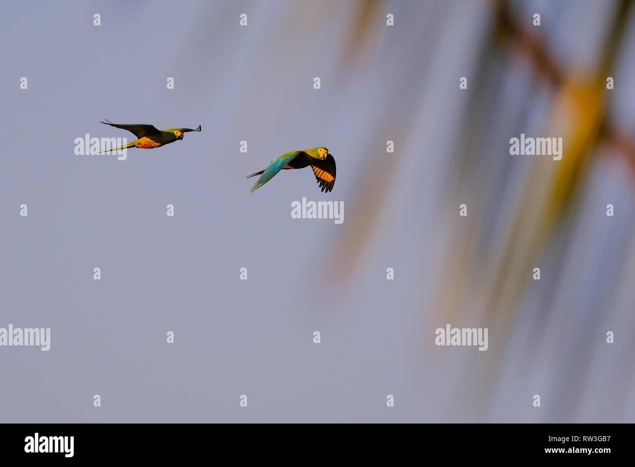 A couple of flying Red-bellied Macaw, Orthopsittaca Manilata, Lagoa Das Araras, Bom Jardim, Nobres, Mato Grosso, Brazil Stock Photo