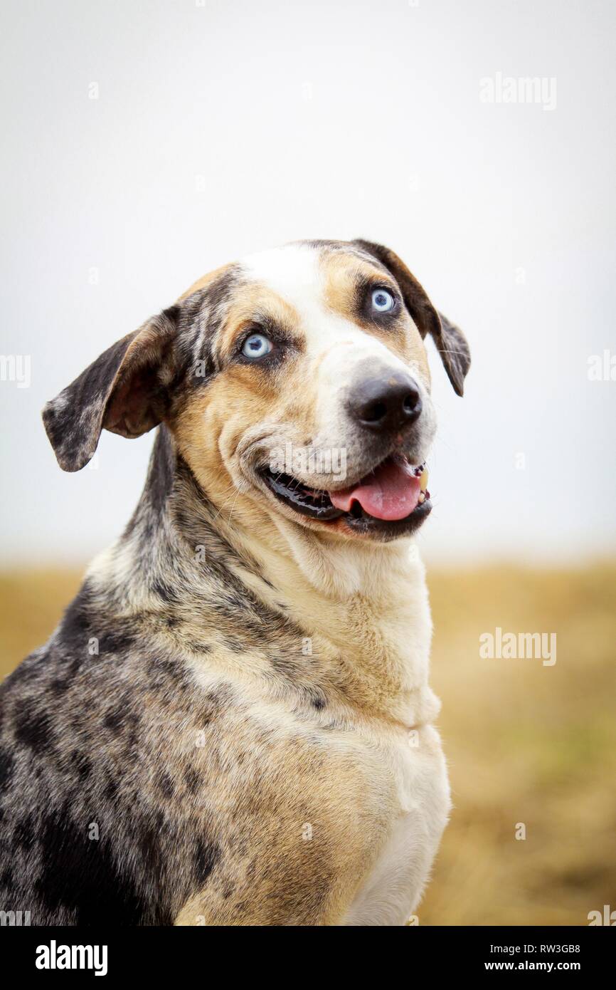 Louisiana Catahoula Leopard Dog Portrait Stock Photo - Alamy