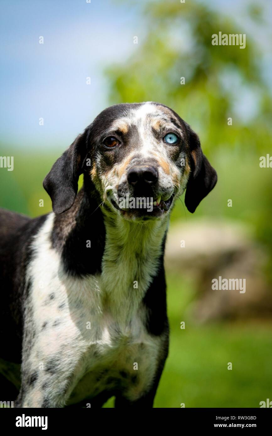 Louisiana Catahoula Leopard Dog Portrait Stock Photo - Alamy