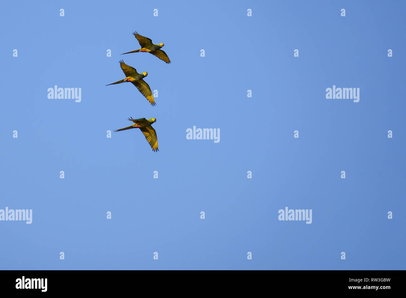 Flying Red-bellied Macaw, Orthopsittaca Manilata, Lagoa Das Araras, Bom Jardim, Nobres, Mato Grosso, Brazil Stock Photo